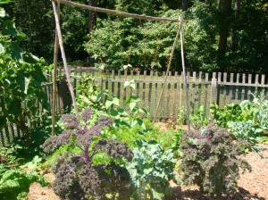 green bean trellis-vegetable gardens